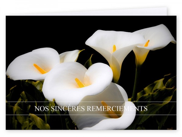  Carte remerciement décès - Lys Calla